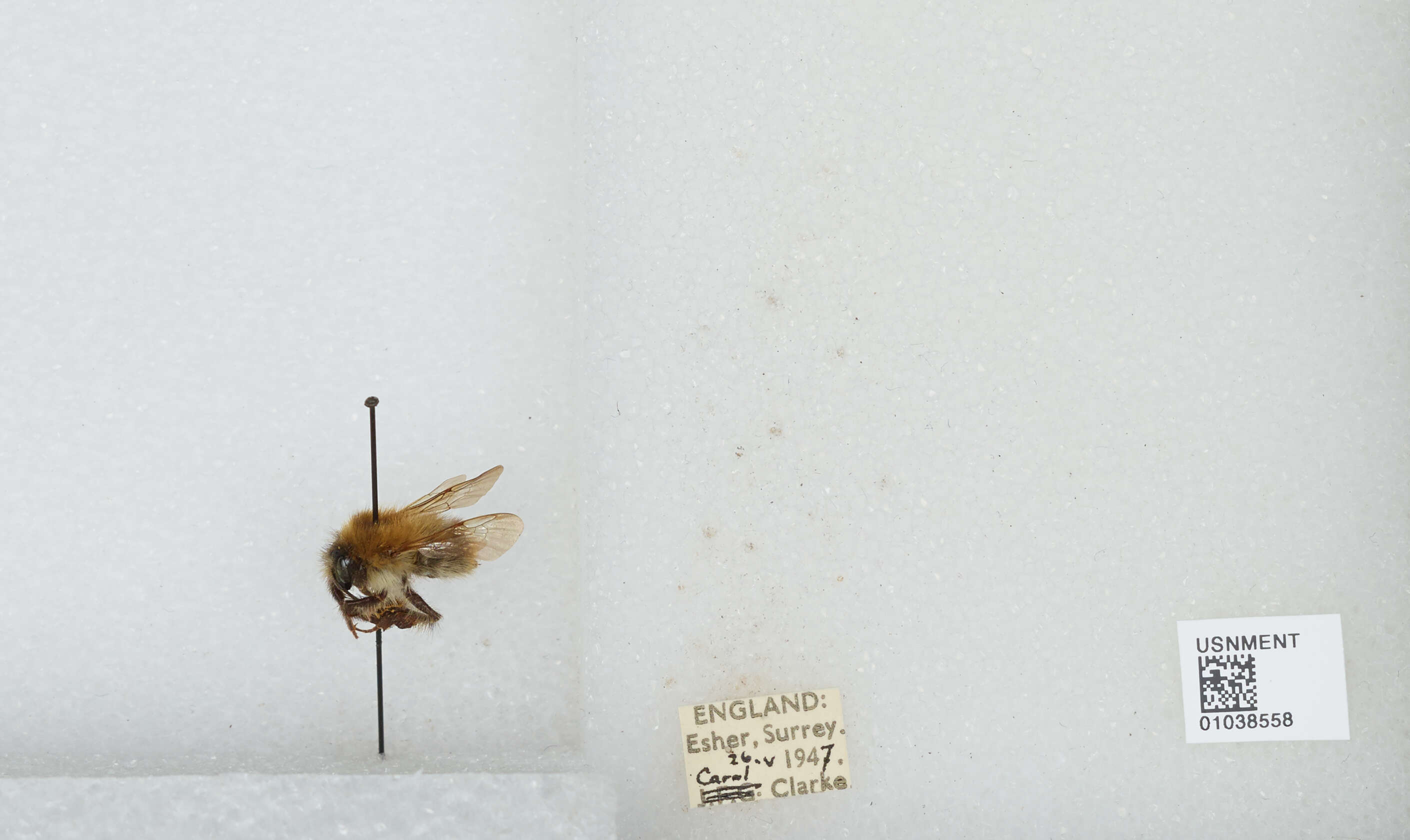 Image of Common carder bumblebee