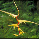 Image of Heliconia robertoi Abalo & G. Morales