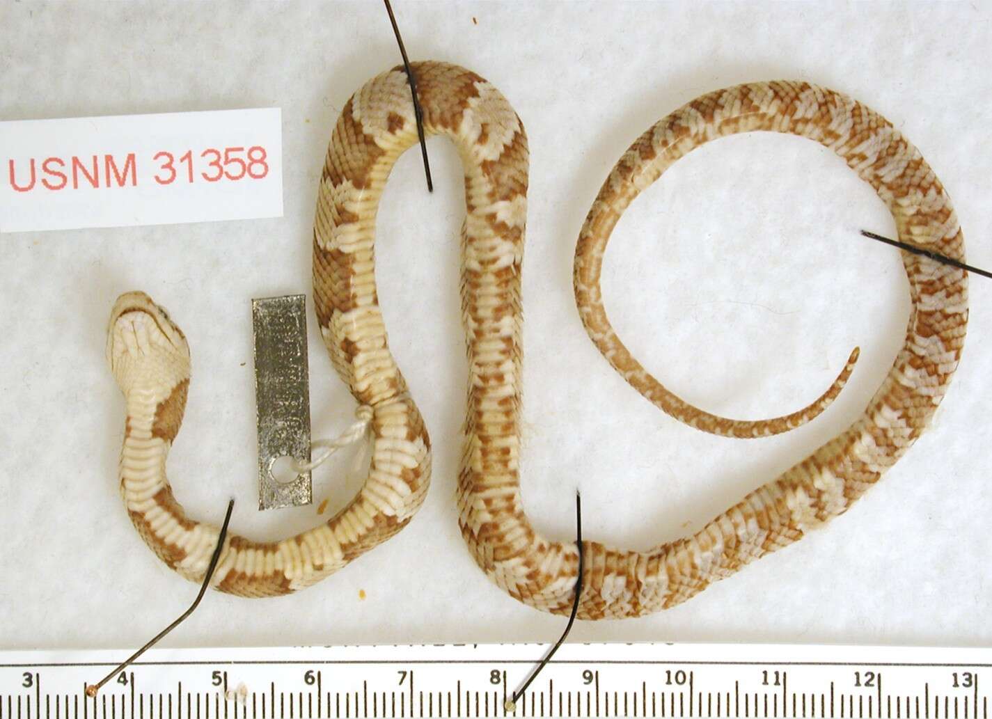 Image of Mexican Lyre Snake