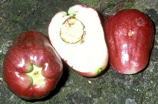 Image of Malay Apple