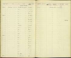 Image of Chasiempis sandwichensis ridgwayi Stejneger 1887