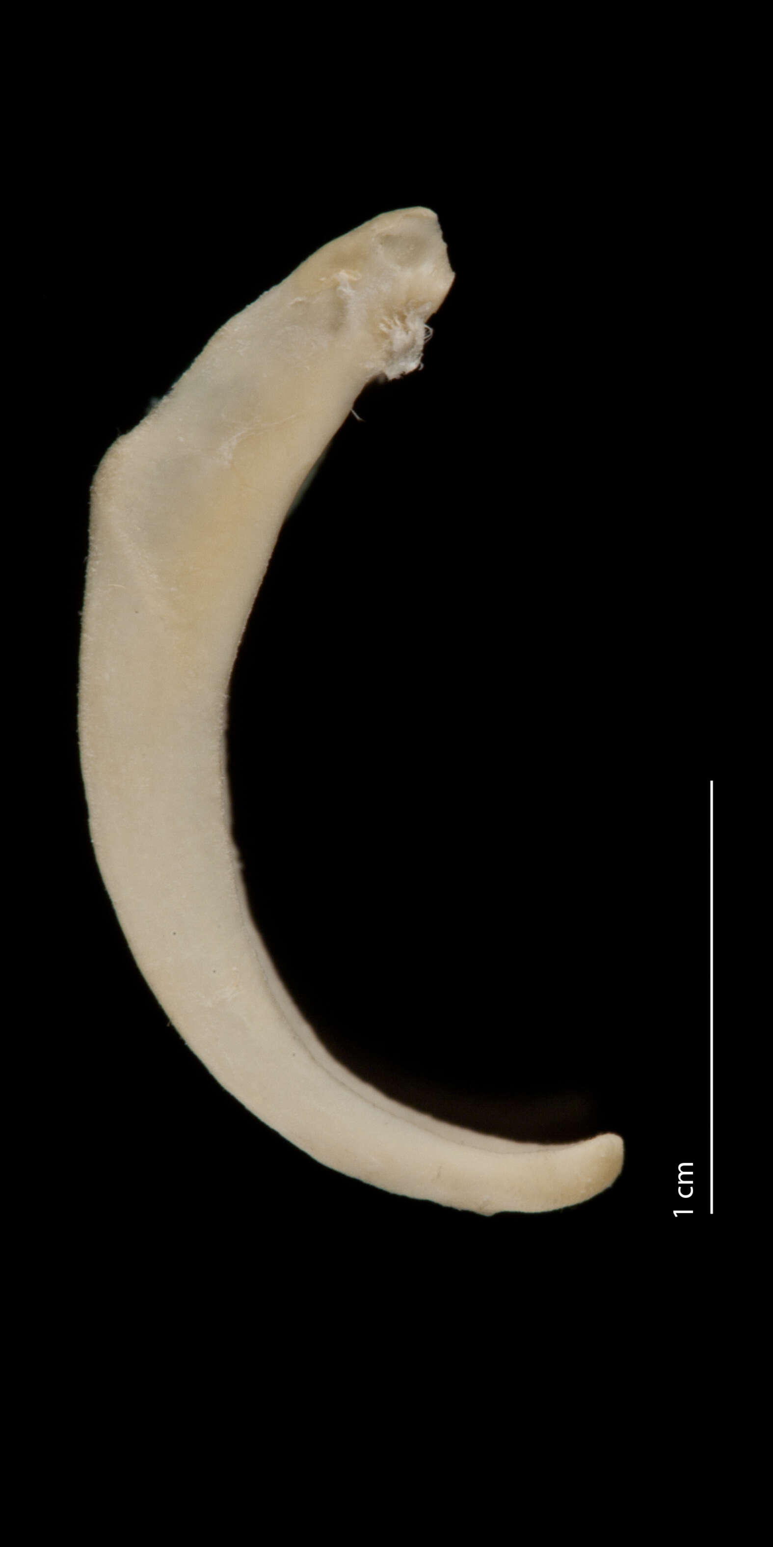 Image of Ceryle alcyon