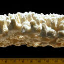 Image of Acropora spicifera (Dana 1846)