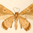 Image of Hammaptera trochilarioides Dognin 1901