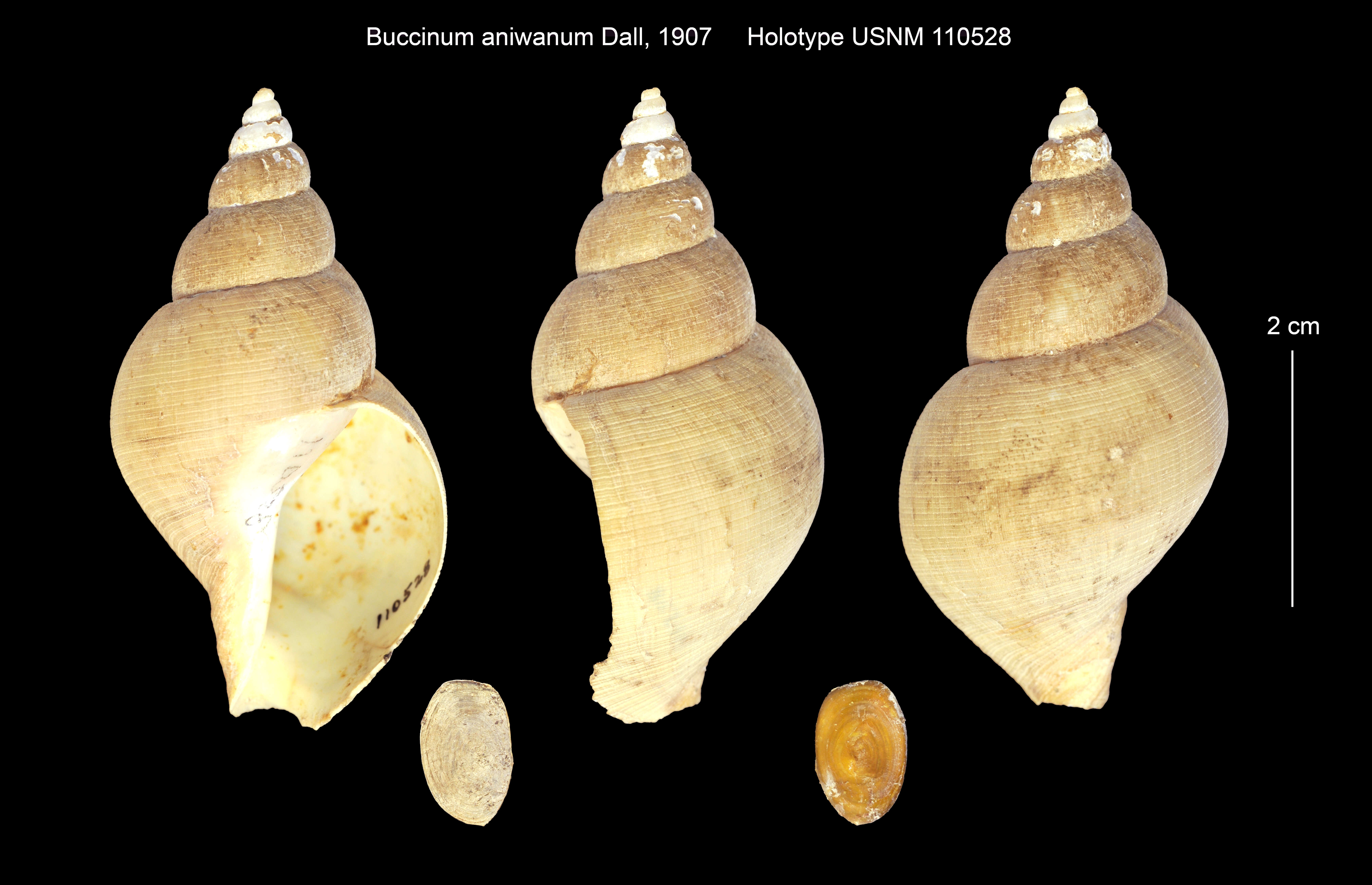 Image of Buccinum aniwanum Dall 1907