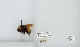 Image of Yellow-banded Bumblebee