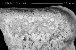 Image of Actinacis valverdensis Wells 1933