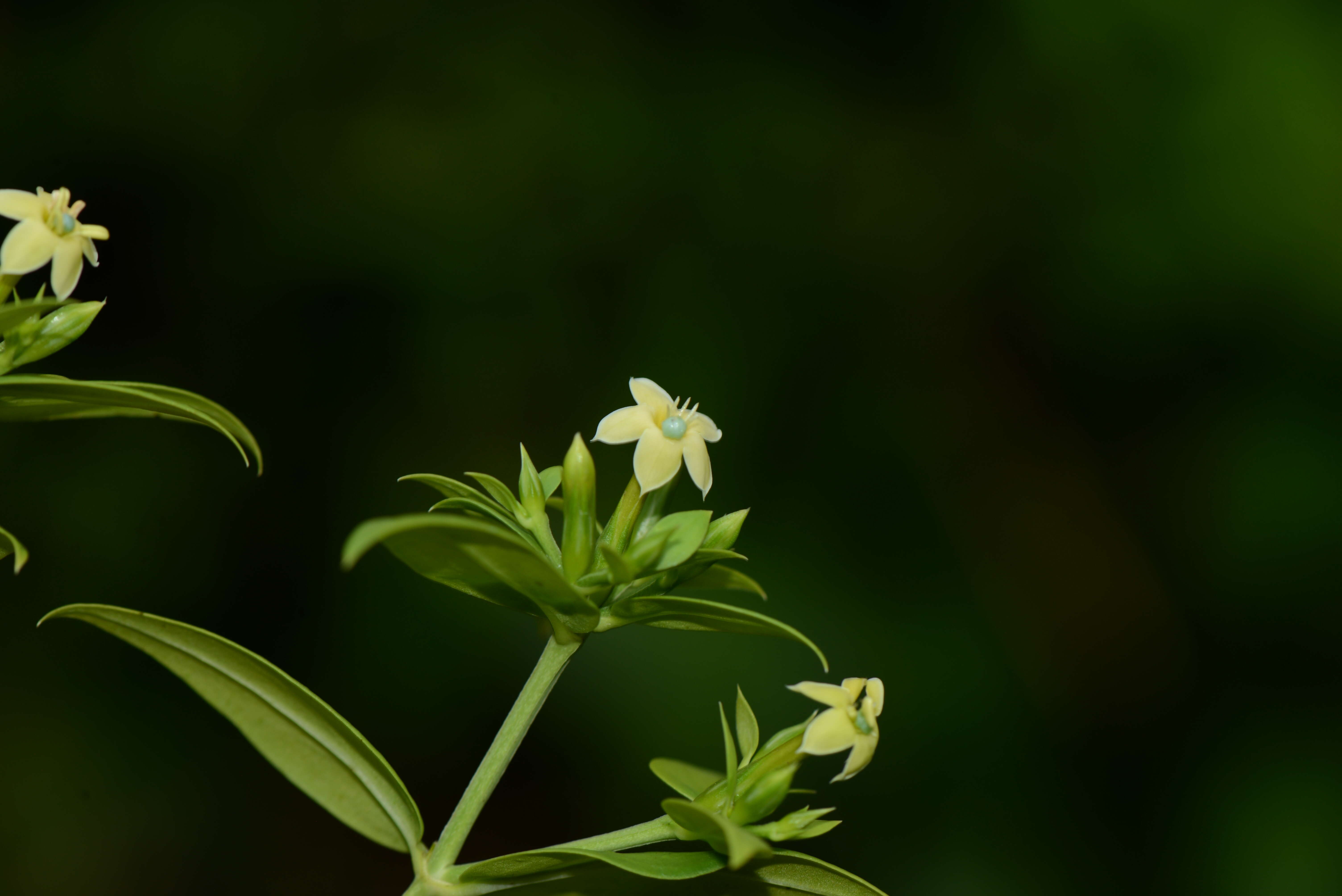 Image of Lisianthius saponarioides Schltdl. & Cham.