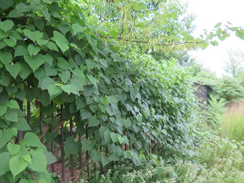 Image of heartleaf peppervine