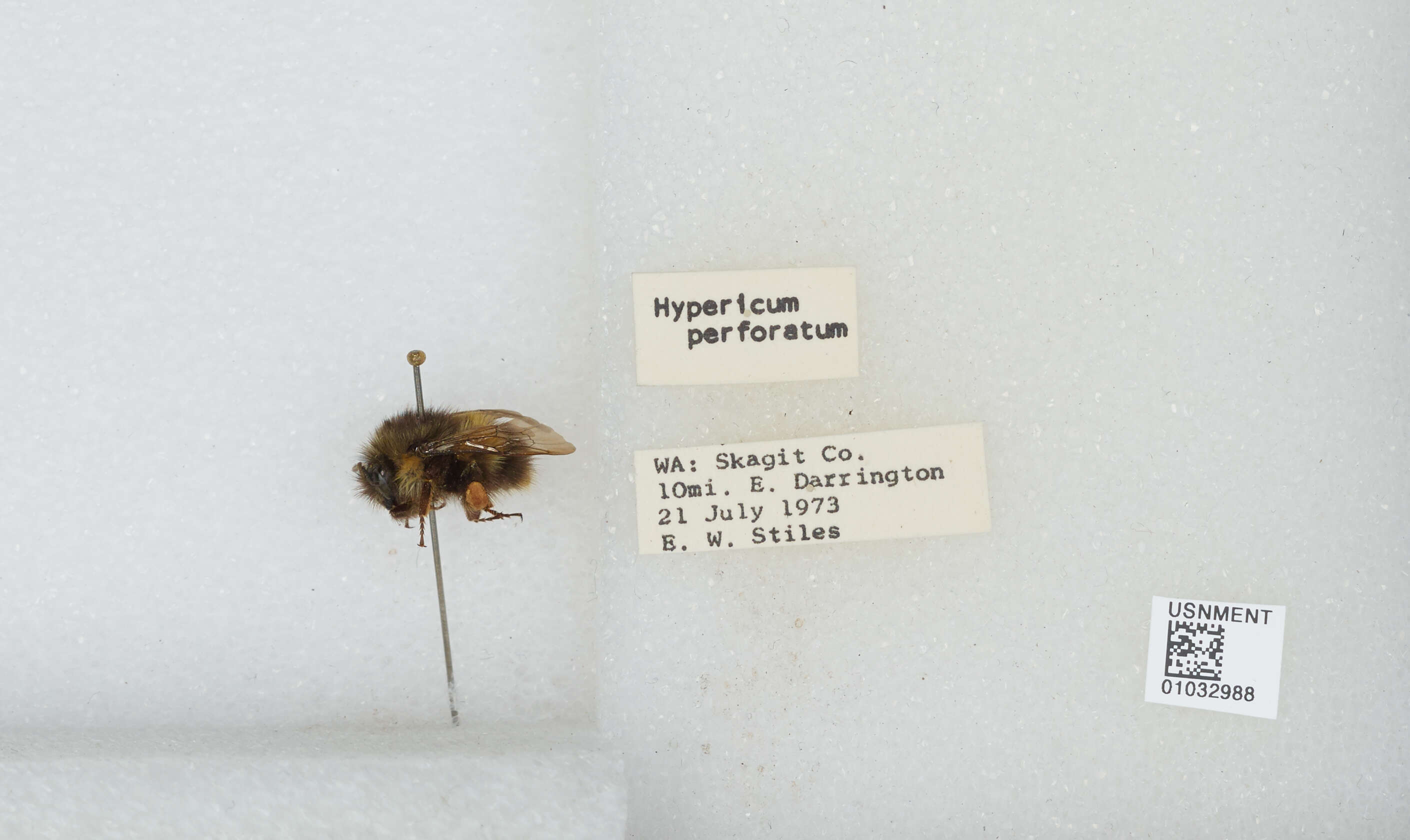 Image of Sitka bumble bee