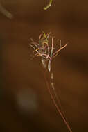 Image of Large-Glume Blue Grass