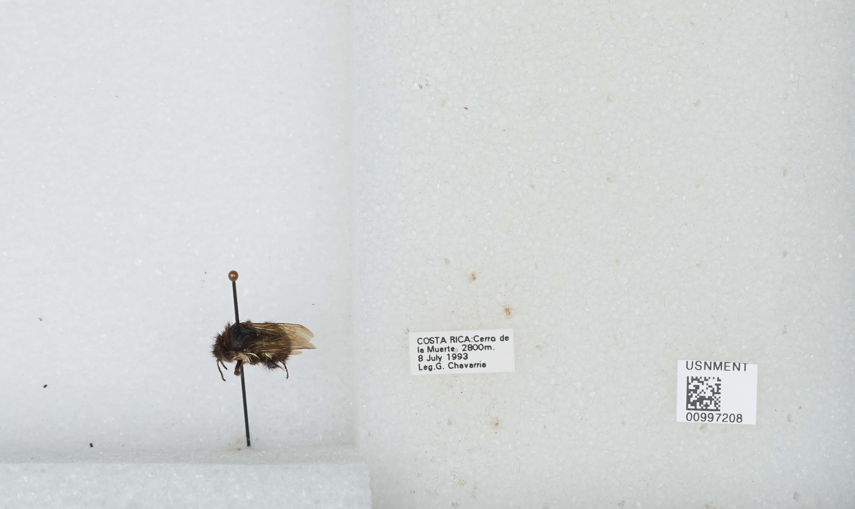 Bombus ephippiatus Say 1837 resmi