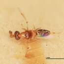 Image of Parasitoid wasp