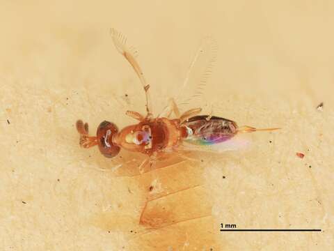 Image of Parasitoid wasp