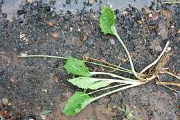 Image of Broadleaf Plantain