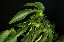 Image of bellyache bush