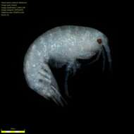 Image of Amphipoda