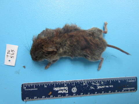 Image of Revillagigedo Island Red-backed Vole