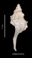 Image of Enixotrophon veronicae (Pastorino 1999)