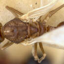 Image of Camponotus manni umbratilis Wheeler 1934