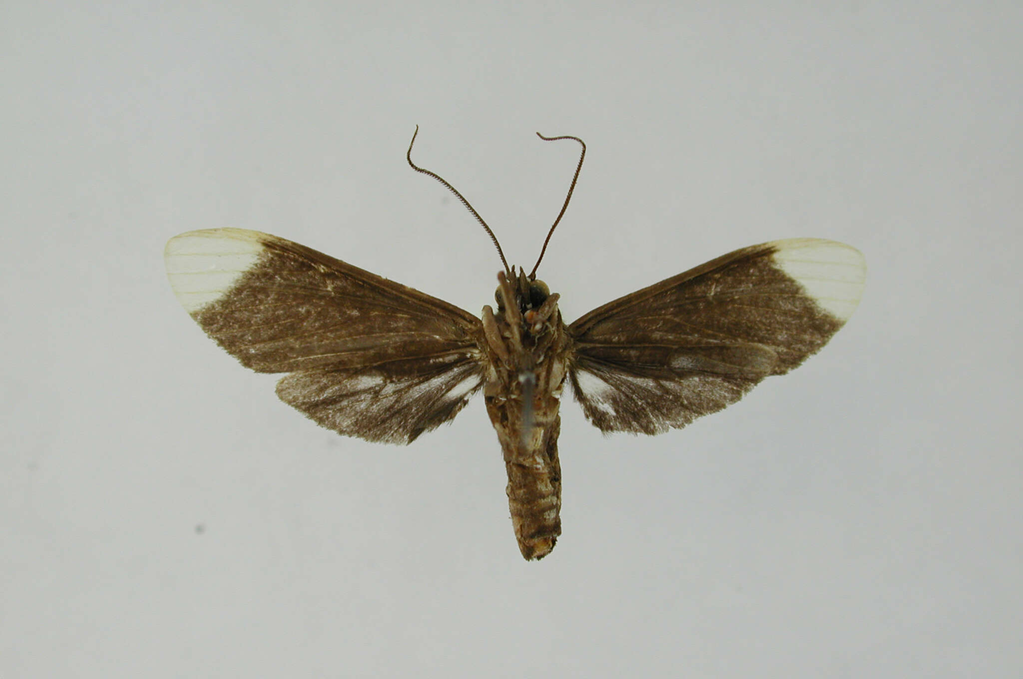 Image of Episcepsis capyscoides Dognin 1911