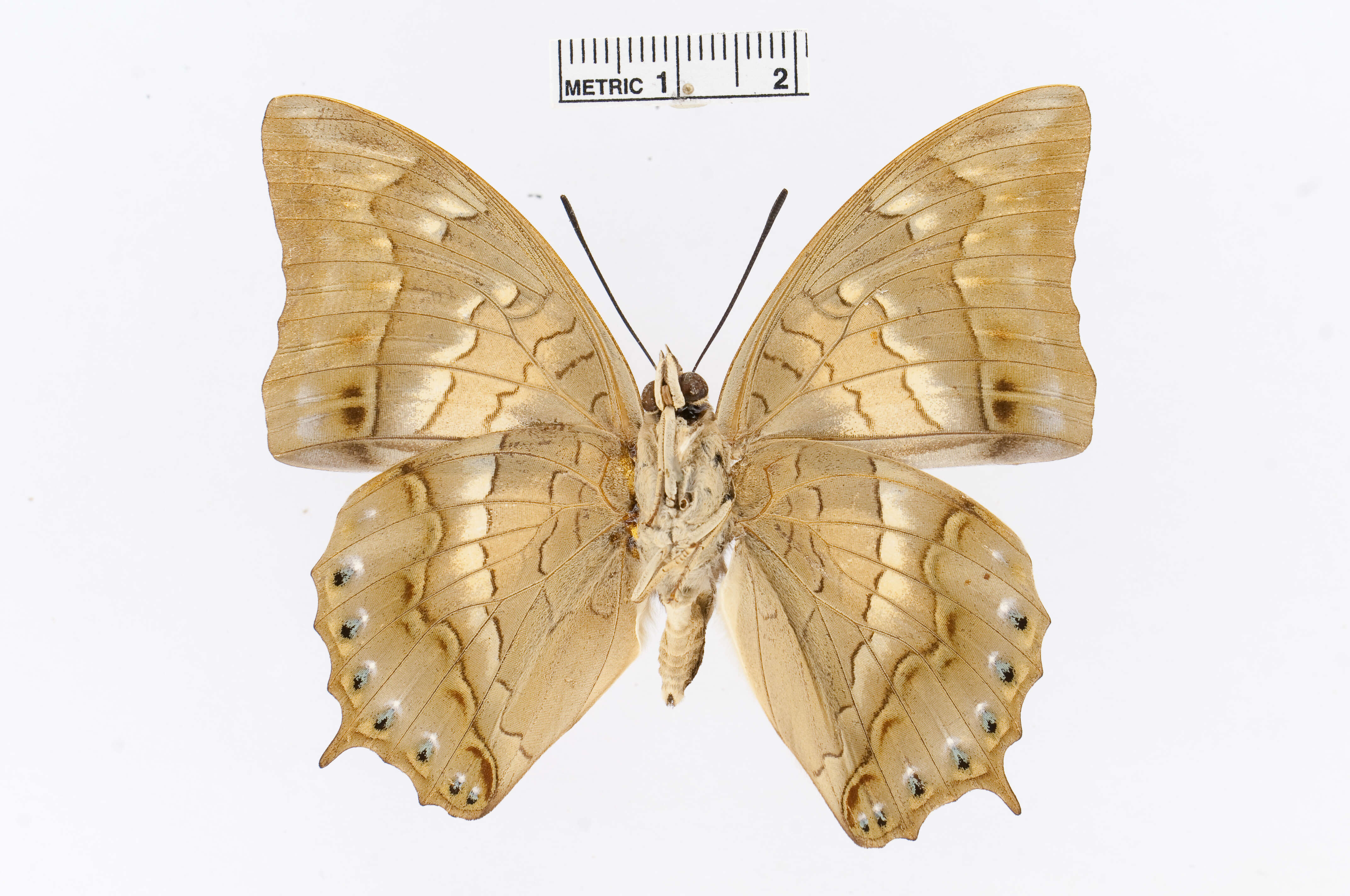 Imagem de Charaxes nitebis Hewitson 1859