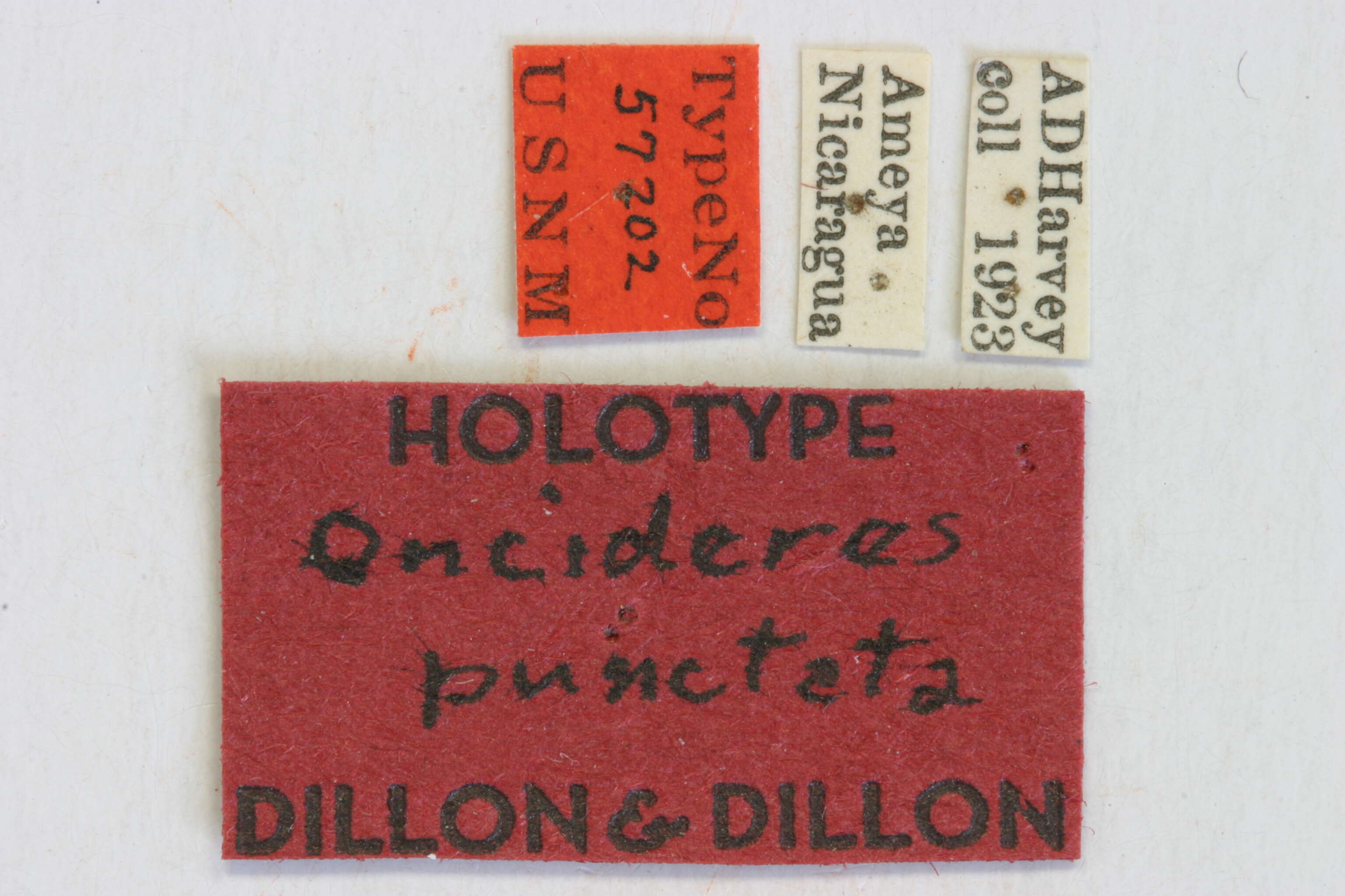 Image of Oncideres punctata Dillon & Dillon 1946