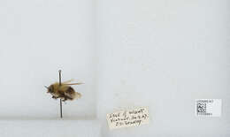 Image of Common carder bumblebee