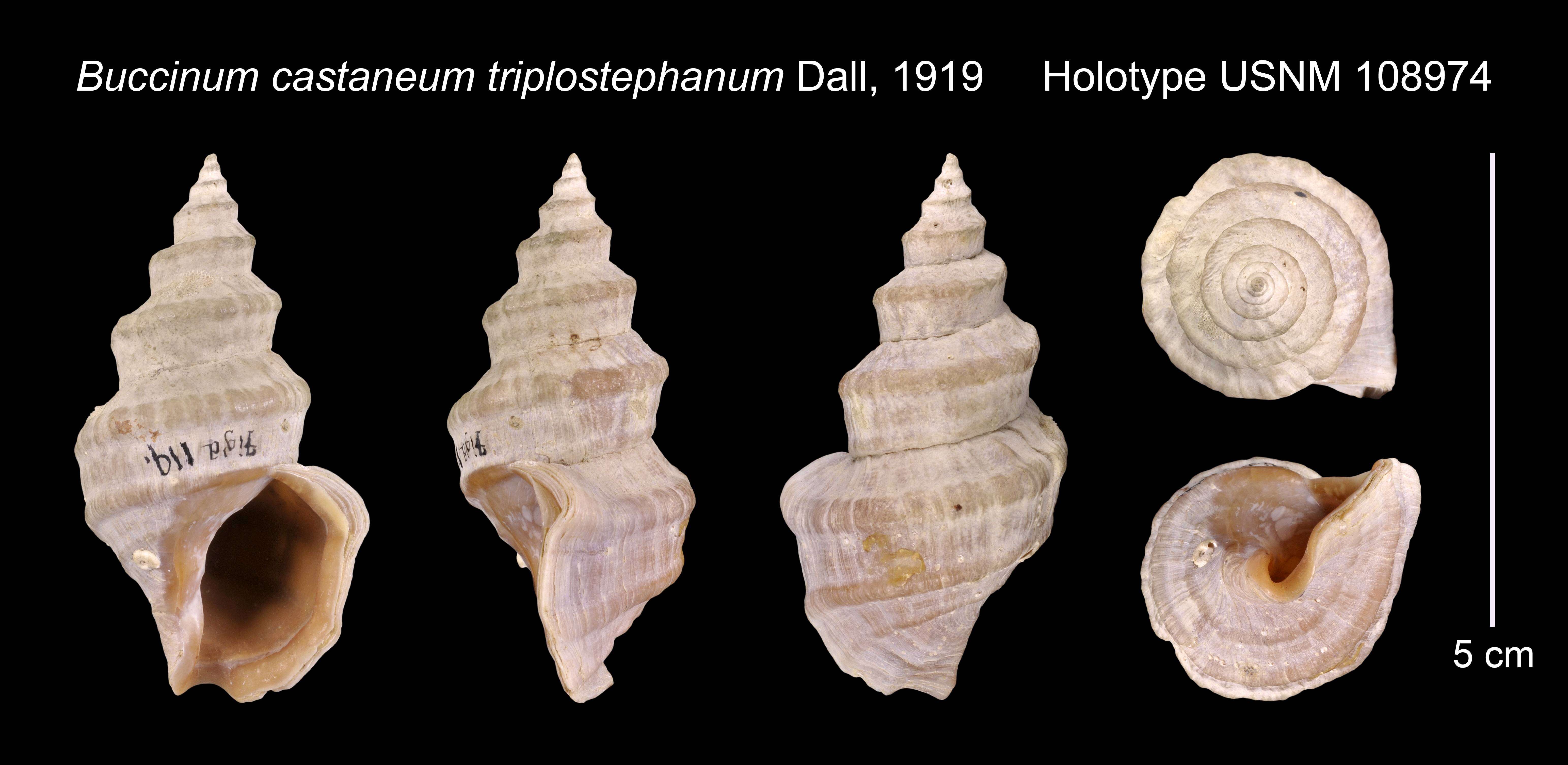 Image of Buccinum castaneum triplostephanum Dall