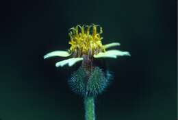 Image de Tridax procumbens L.