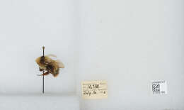 Слика од Bombus balteatus Dahlbom 1832