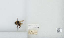 Слика од Bombus balteatus Dahlbom 1832