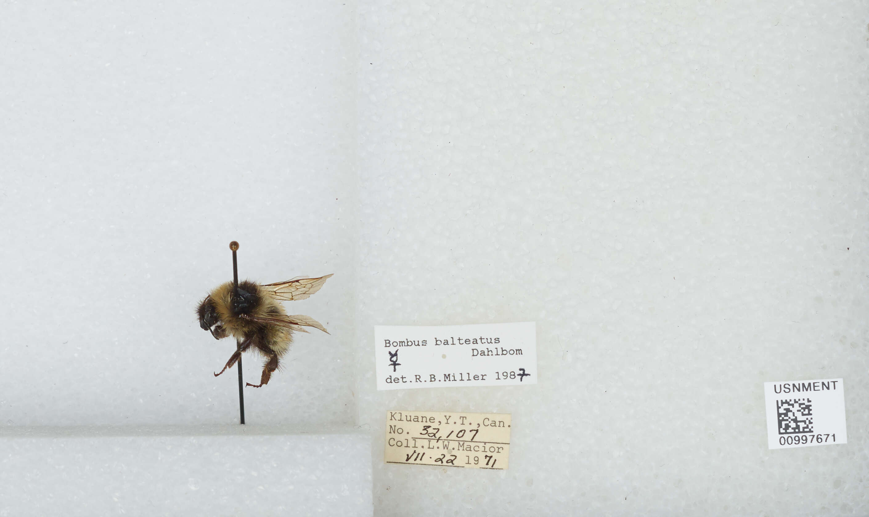 Слика од Bombus balteatus Dahlbom 1832