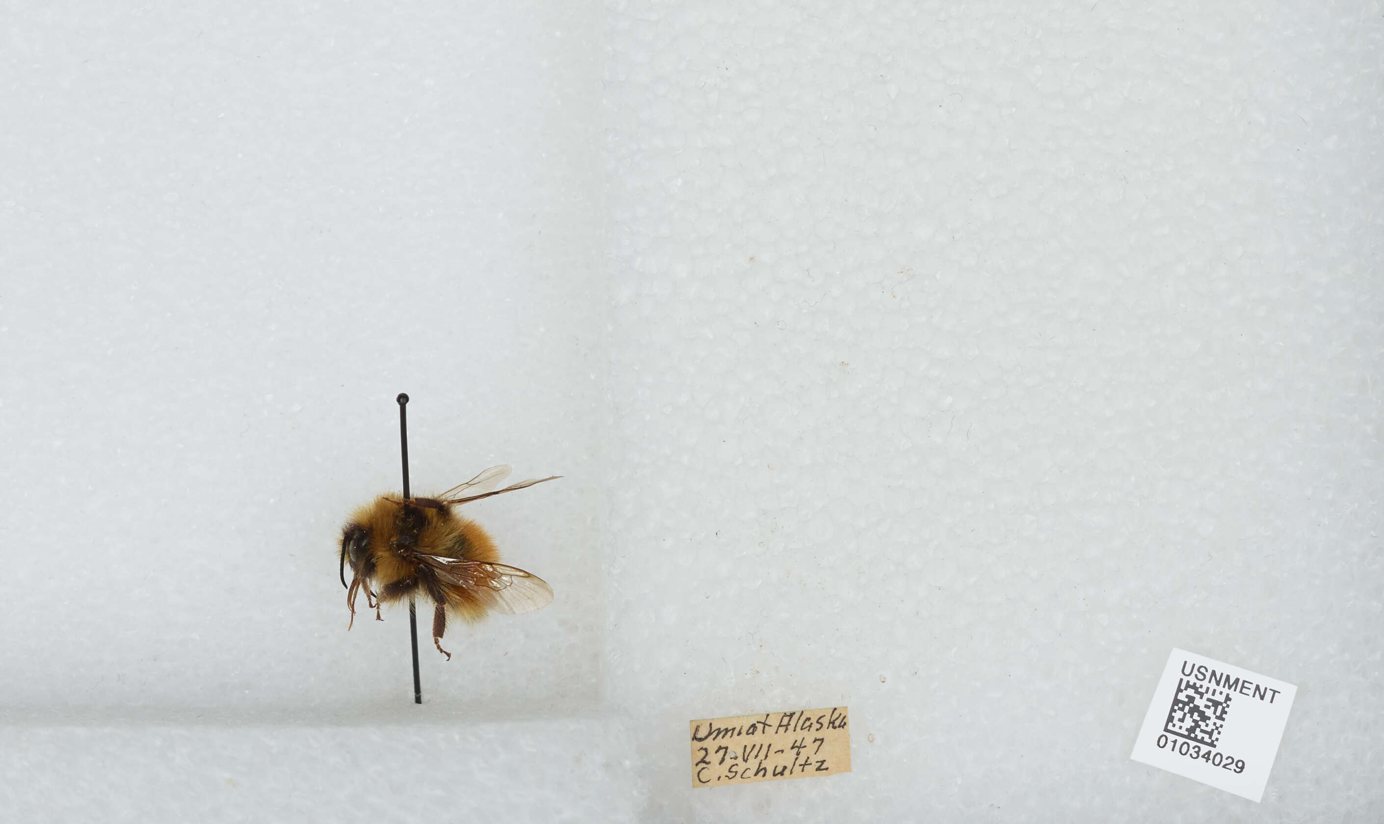 Image de Bombus sylvicola Kirby 1837