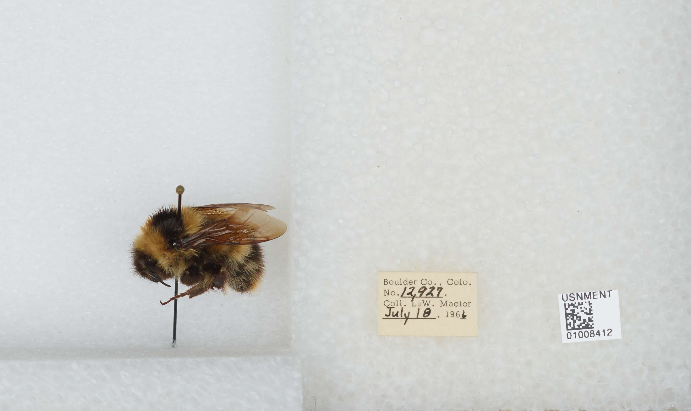 Слика од Bombus balteatus Dahlbom 1832