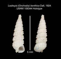 Image of Onchodia benthica (Dall 1924)