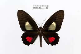 صورة Parides panares (Gray (1853))