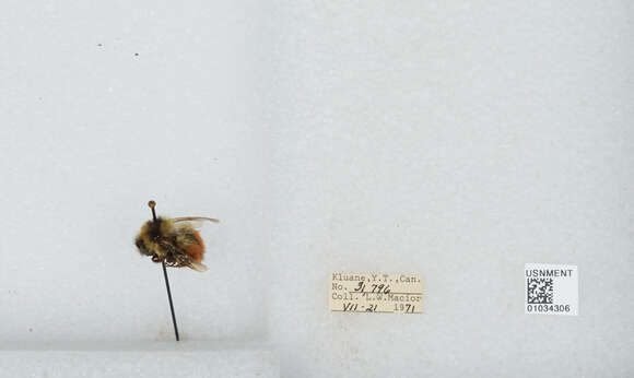 Image de Bombus sylvicola Kirby 1837