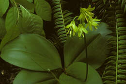 Imagem de Clintonia borealis (Aiton) Raf.