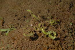 Image of Caulerpa J. V. F. Lamouroux 1809