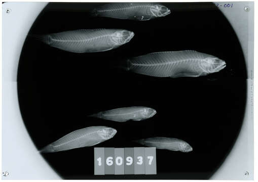 صورة Amblygobius bynoensis (Richardson 1844)