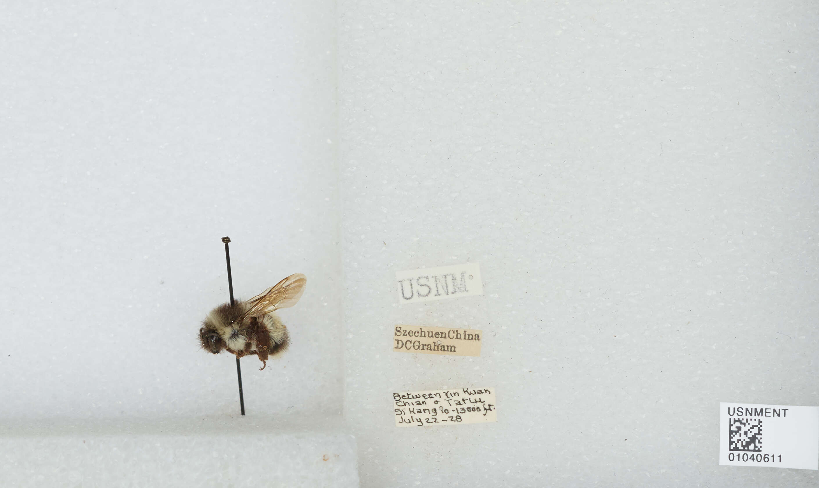 Image de Bombus patagiatus Nylander 1848