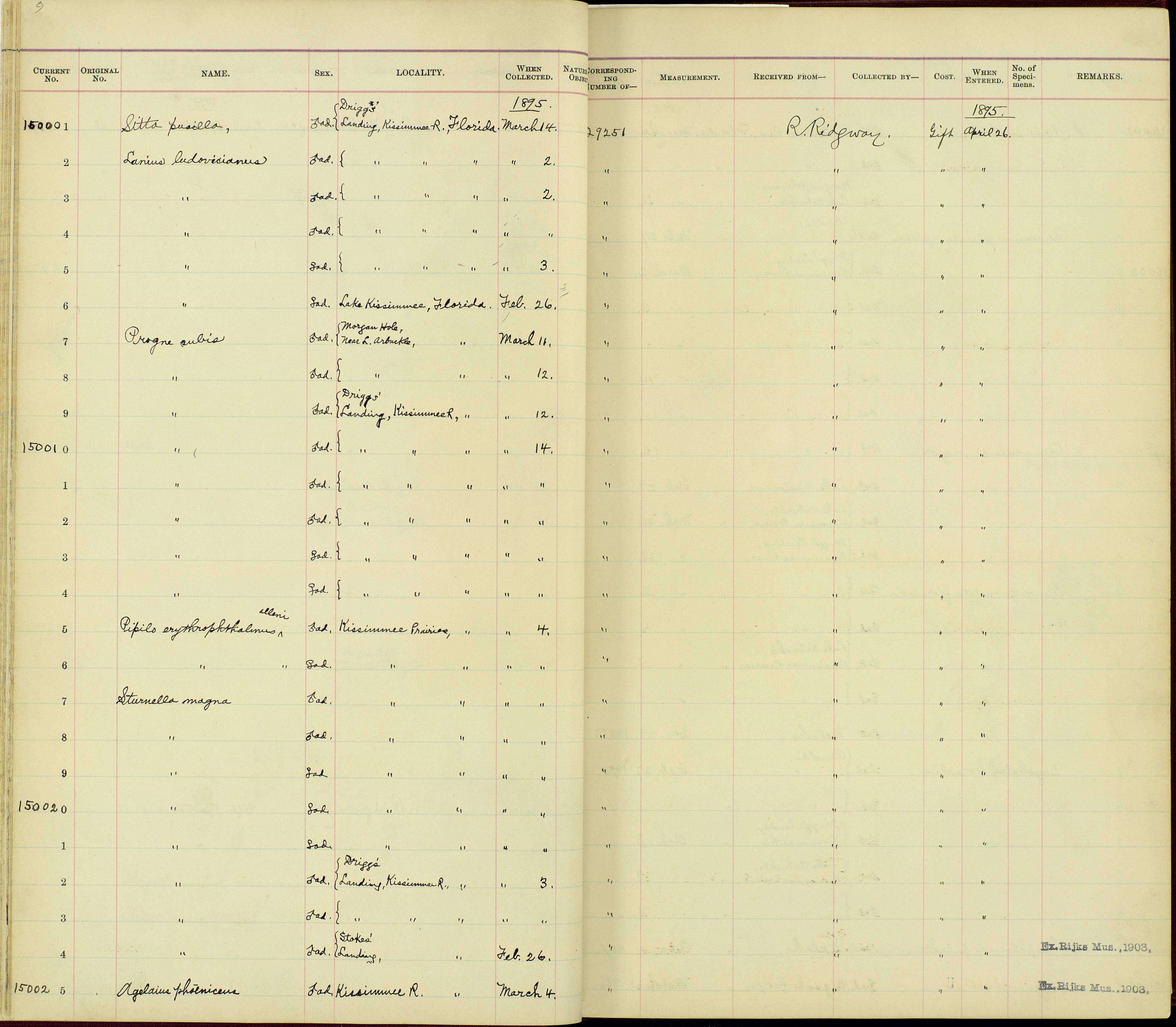 Слика од Sturnella magna argutula Bangs 1899