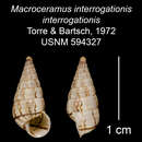 Image of <i>Macroceramus <i>interrogationis</i></i> interrogationis