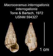 Imagem de <i>Macroceramus <i>interrogationis</i></i> interrogationis