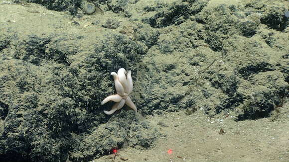 Image of Ampheraster alaminos Downey 1971