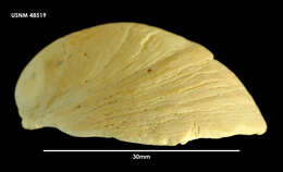 Image of Crepidula dilatata Lamarck 1822