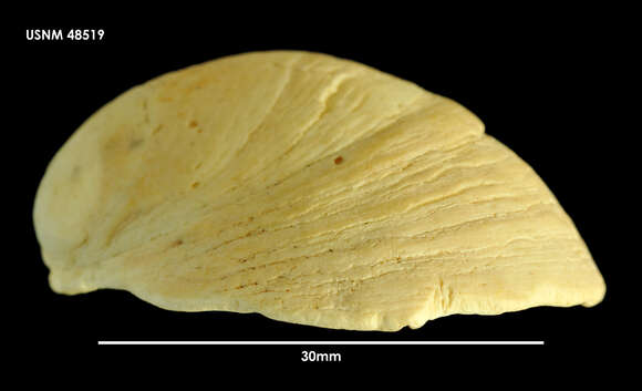 Crepidula dilatata Lamarck 1822的圖片