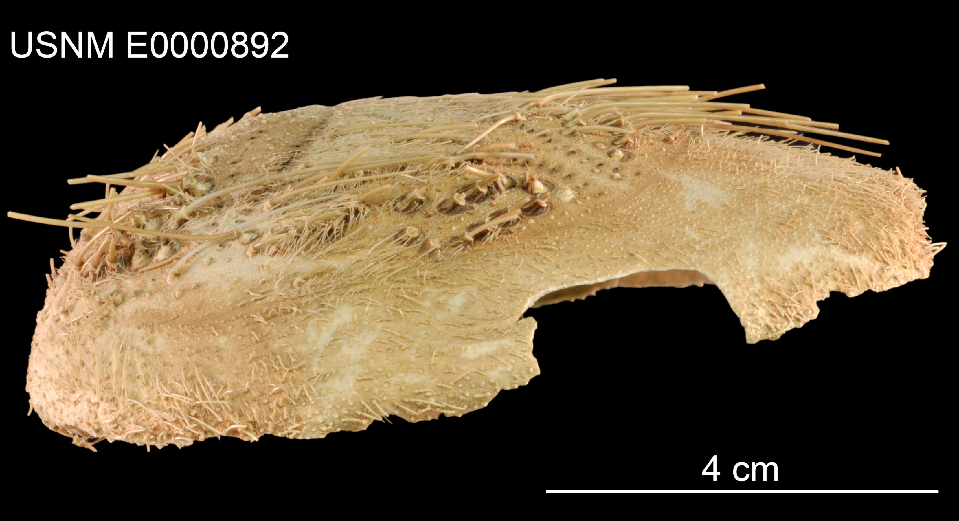 Image of Gymnopatagus magnus A. Agassiz & H. L. Clark 1907