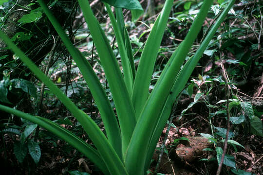 Image of arrowleaf elephant's ear